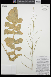 Brassica tournefortii image