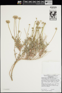 Eriogonum fasciculatum image