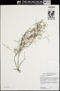 Porophyllum gracile image