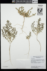 Salsola gobicola image