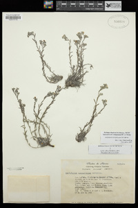 Image of Antiphytum caespitosum