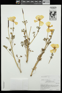 Eschscholzia californica image