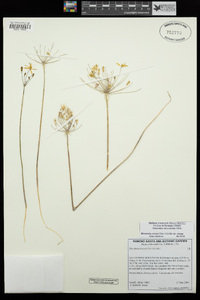 Bloomeria crocea image