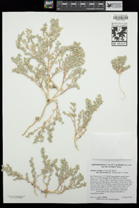 Atriplex elegans var. fasciculata image