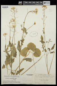 Cardamine californica image