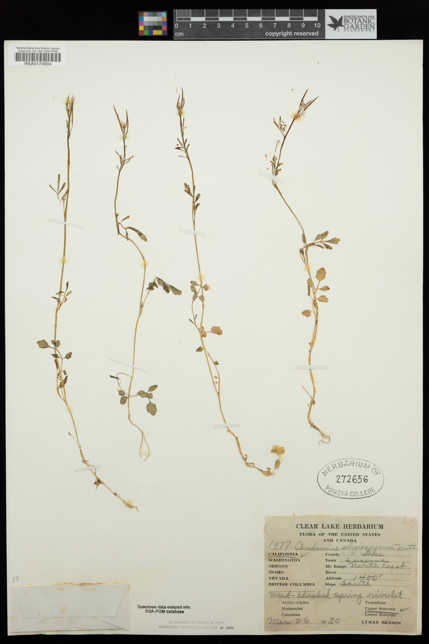 Cardamine oligosperma image