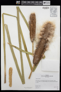 Typha latifolia image