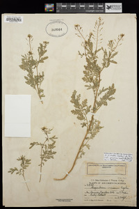 Descurainia pinnata subsp. glabra image