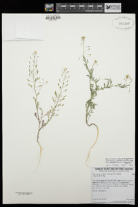 Descurainia pinnata subsp. brachycarpa image