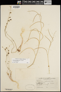 Caulanthus amplexicaulis image