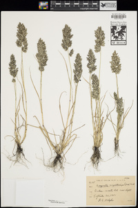 Eragrostis cilianensis image