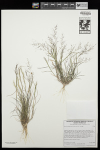 Muhlenbergia microsperma image