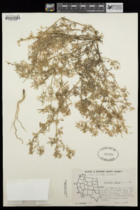 Lepidium didymum image