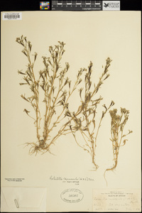 Porterella carnosula image
