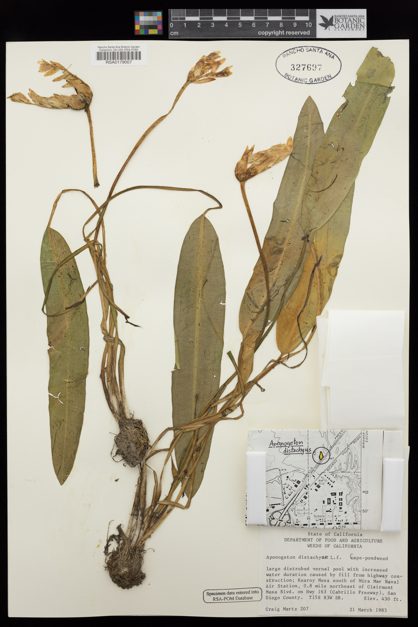 Aponogetonaceae image