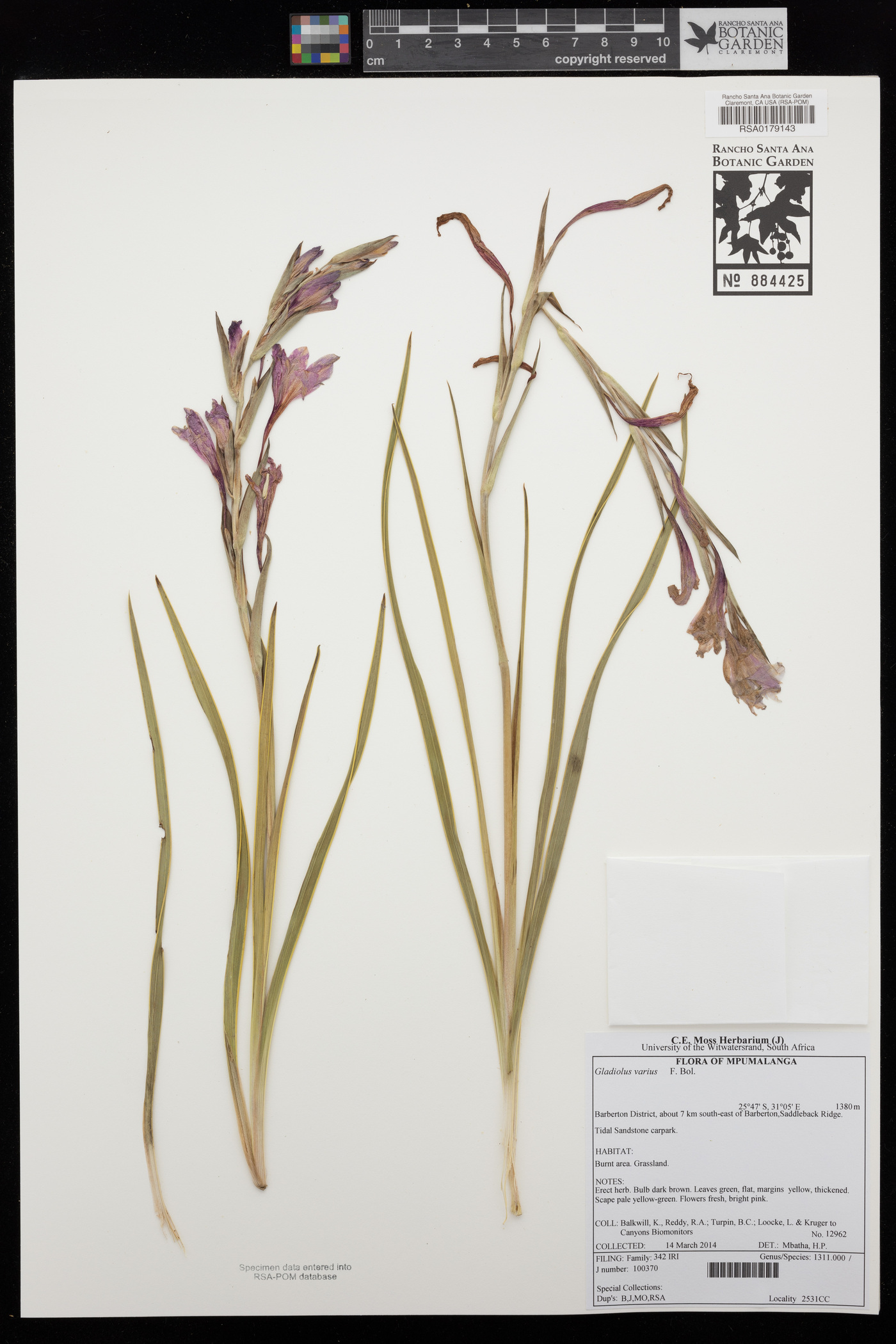 Gladiolus varius image
