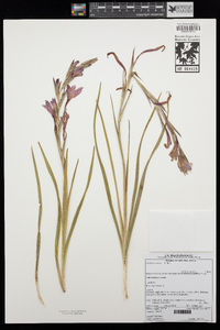 Image of Gladiolus varius