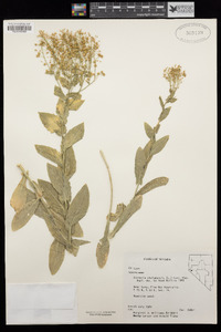 Lepidium chalepense image