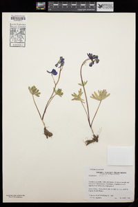 Delphinium andersonii image