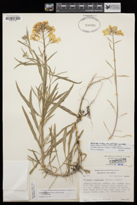 Erysimum capitatum image