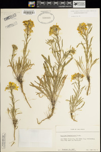 Erysimum franciscanum image