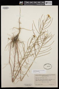 Erysimum teretifolium image
