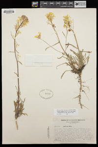 Erysimum perenne image