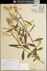 Image of Pterocaulon polystachyum