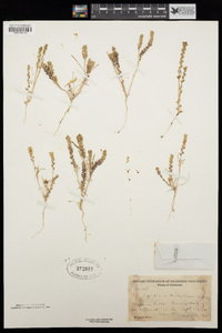 Lepidium dictyotum image