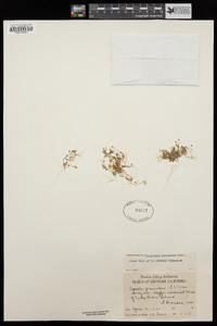 Hornungia procumbens image