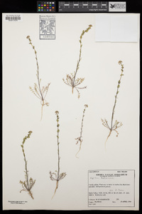 Lepidium perfoliatum image