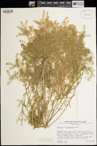 Lepidium pinnatifidum image