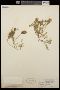 Astragalus trichopodus var. phoxus image