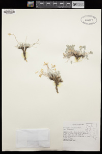 Astragalus calycosus var. calycosus image