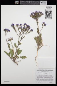 Phacelia crenulata var. ambigua image