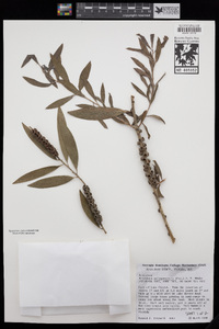 Melaleuca quinquenervia image