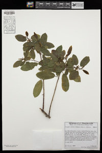 Frangula californica image