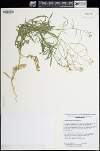 Sisymbrium altissimum image