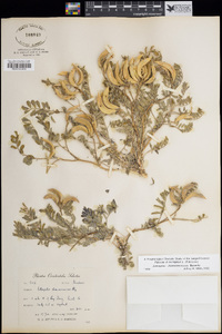 Astragalus chamaemeniscus image
