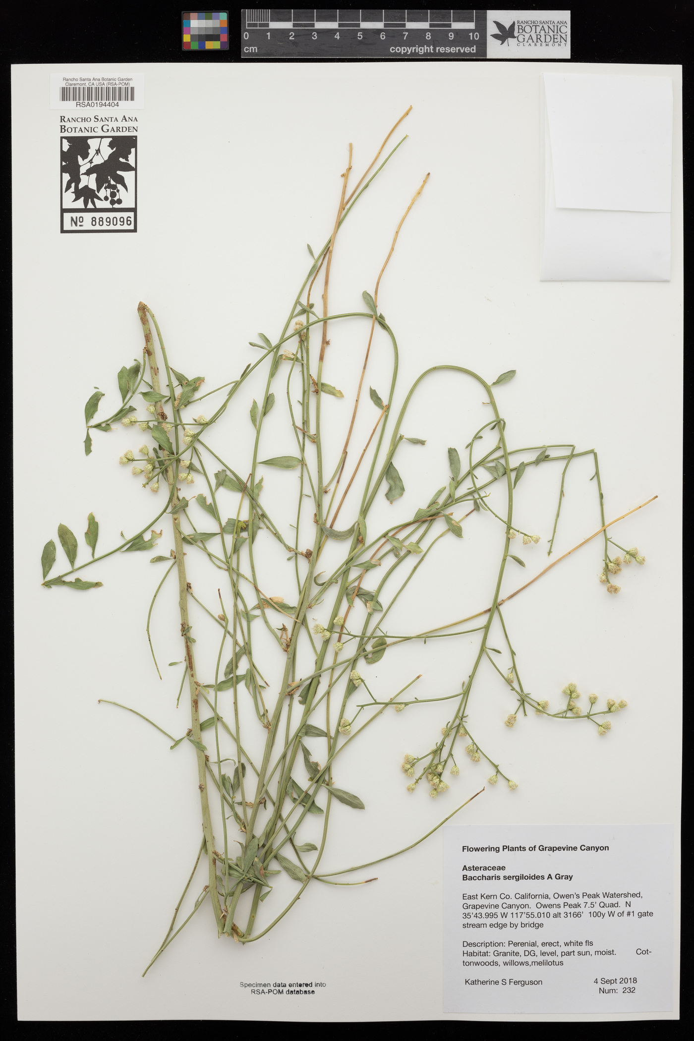 Baccharis sergiloides image