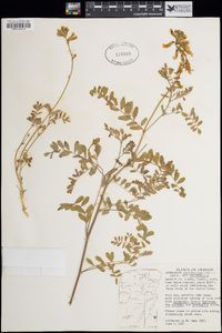 Astragalus curvicarpus var. curvicarpus image