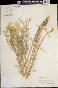 Astragalus eremiticus image