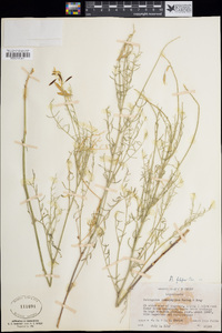 Astragalus filipes image