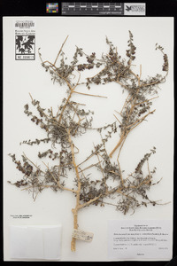 Psorothamnus arborescens image