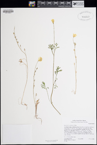 Eschscholzia californica image