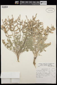 Astragalus minthorniae image