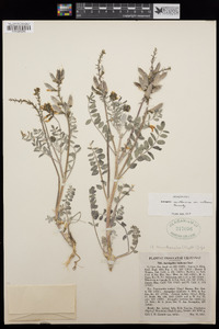 Astragalus minthorniae image