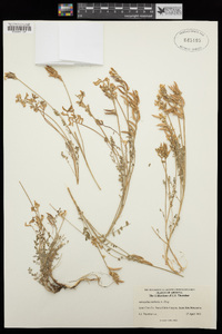 Astragalus nothoxys image