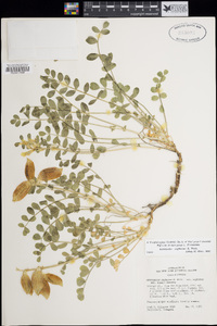 Astragalus oophorus image