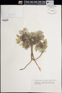Astragalus purshii var. glareosus image